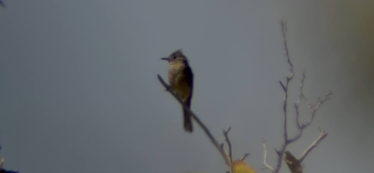 Greater Pewee - ML644729287