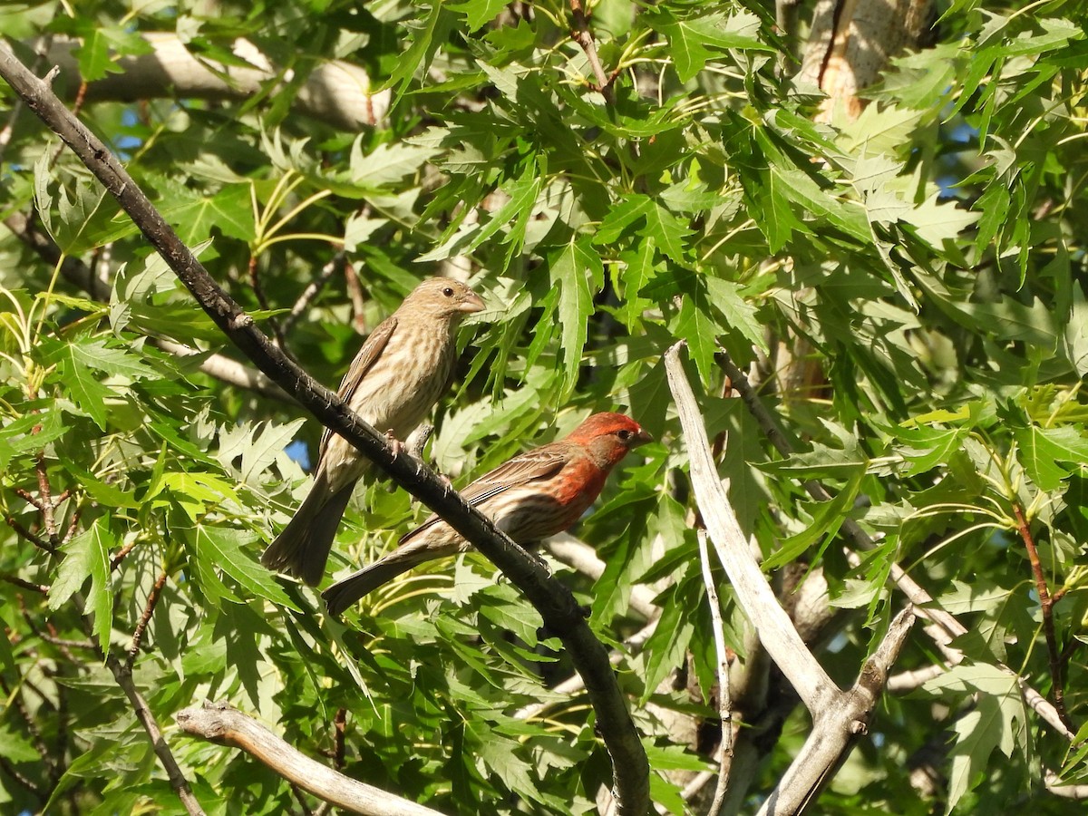 hýl rudoprsý - ML644729288