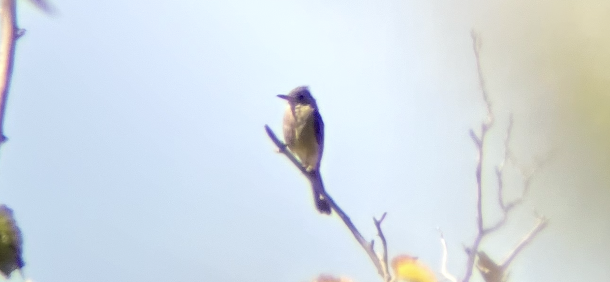 Greater Pewee - ML644729289