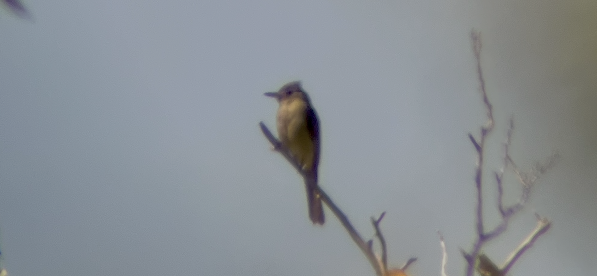 Greater Pewee - ML644729290