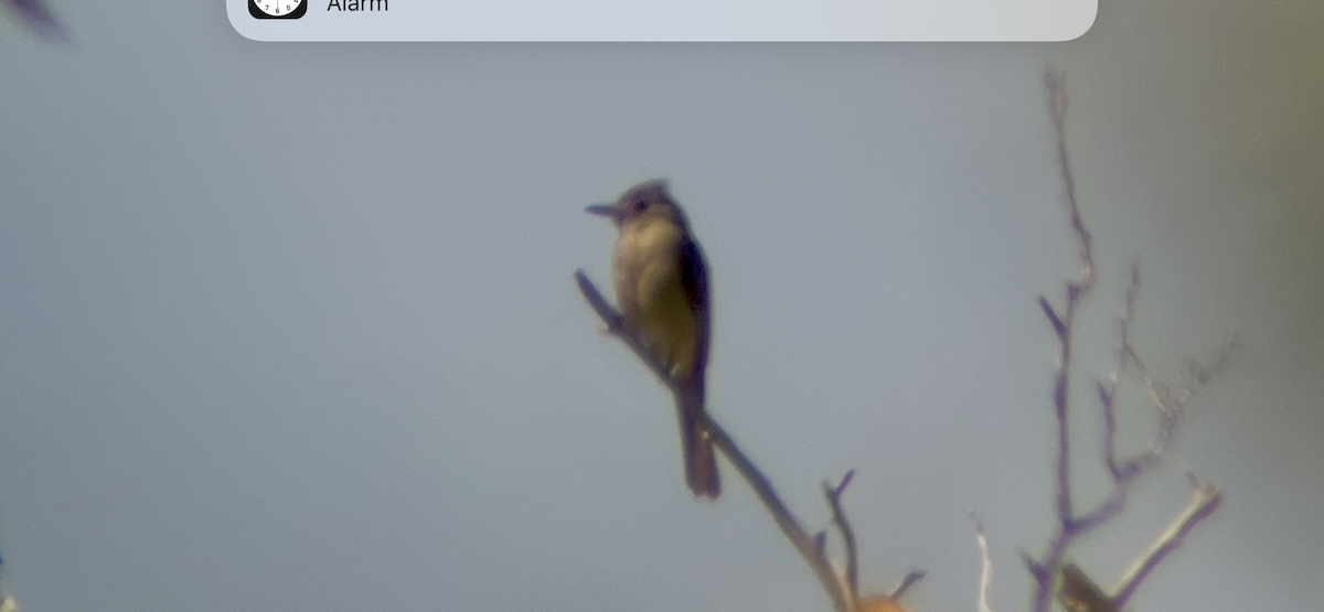 Greater Pewee - ML644729291
