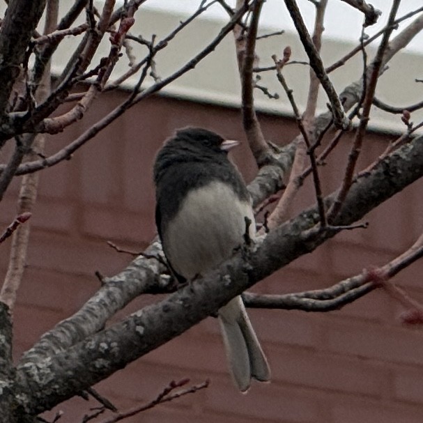 strnadec zimní (ssp. hyemalis/carolinensis) - ML644729292