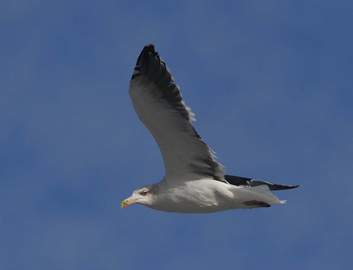 racek mořský - ML644729293