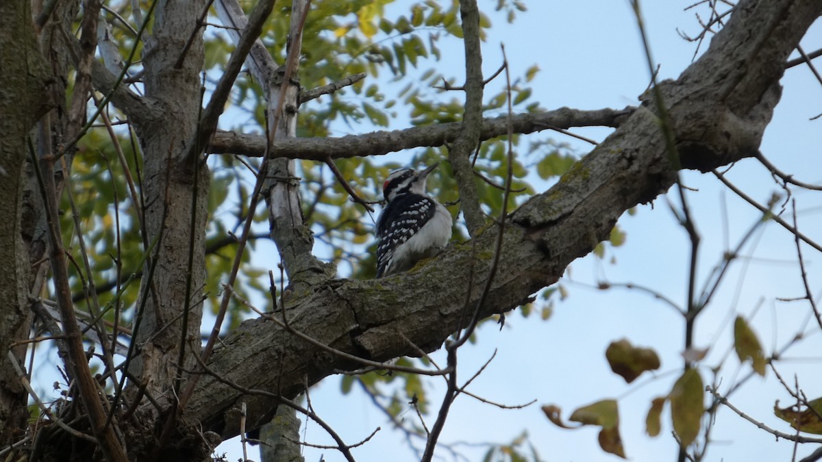 strakapoud americký - ML644729295