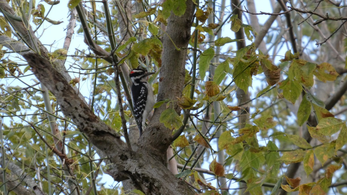 strakapoud americký - ML644729296