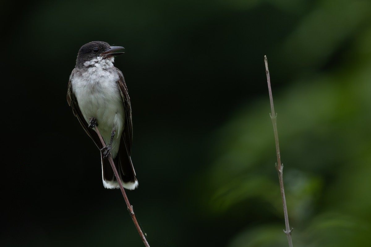 tyran obecný - ML644729297