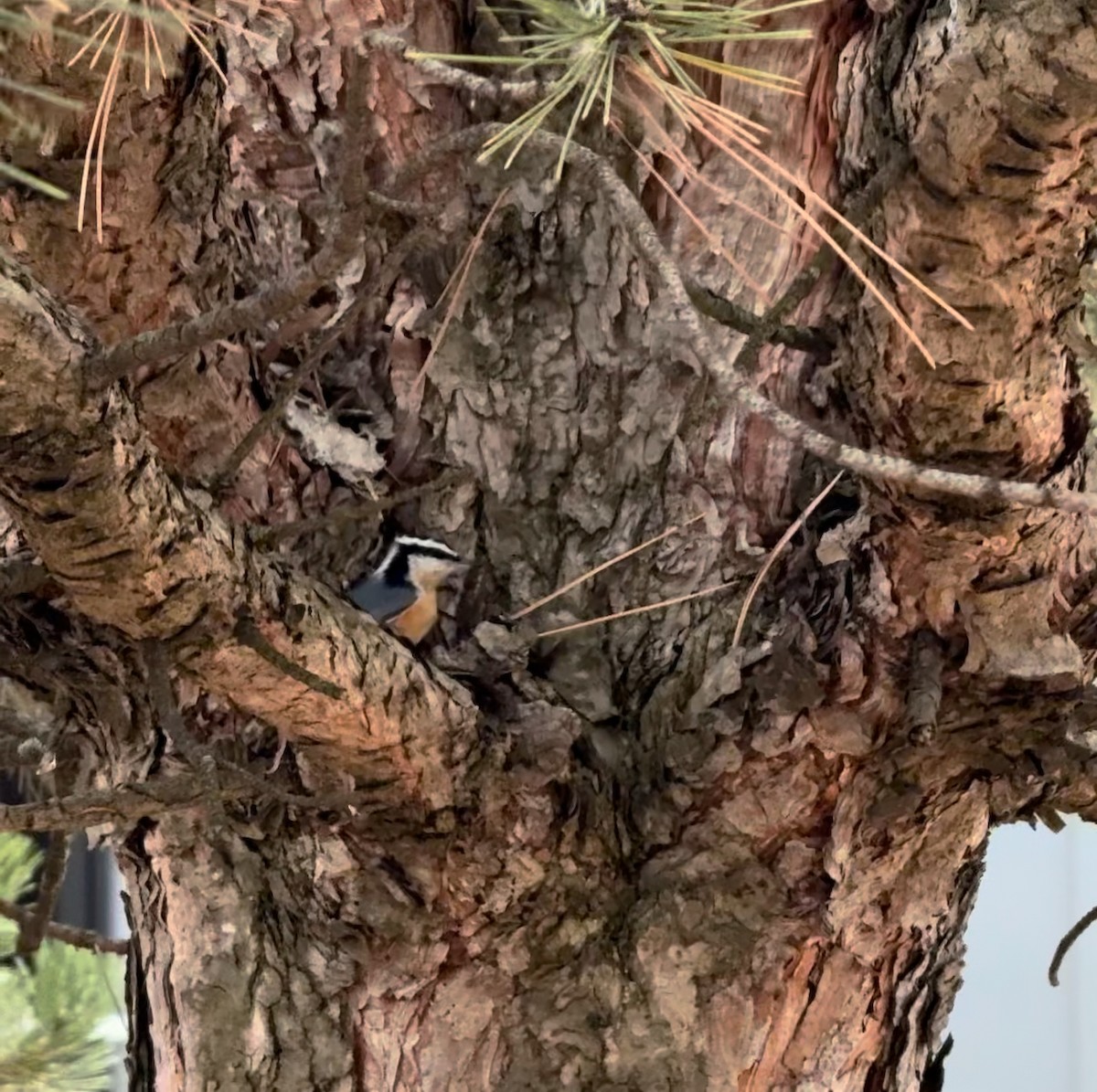 brhlík americký - ML644729298