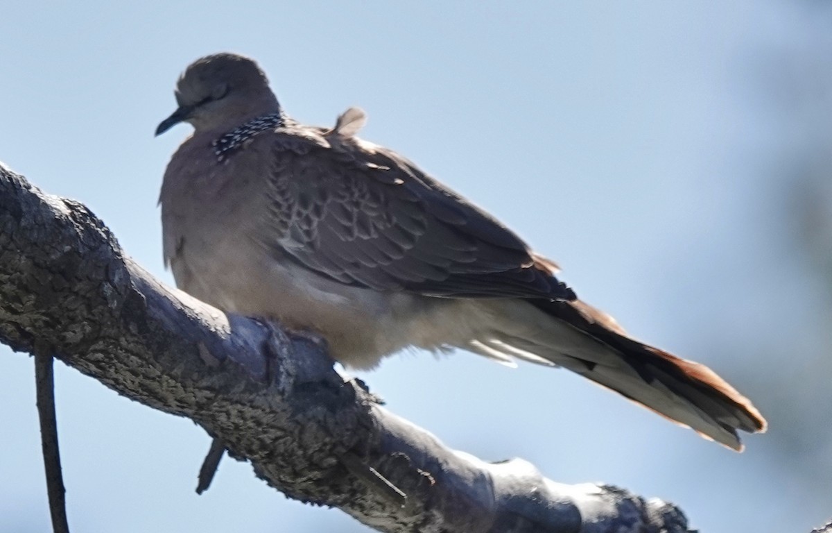 hrdlička kropenatá - ML644729302