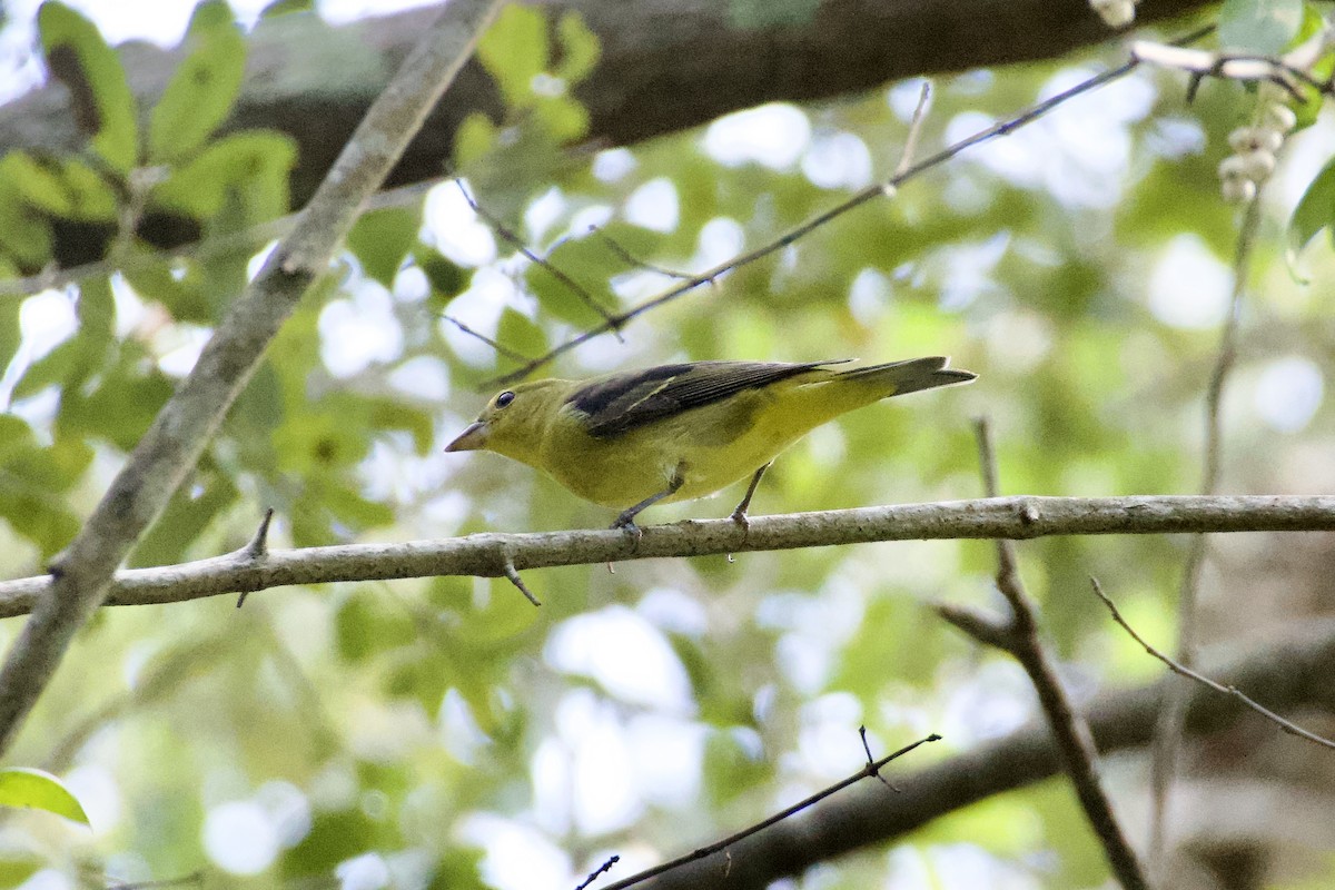 piranga šarlatová - ML644729303