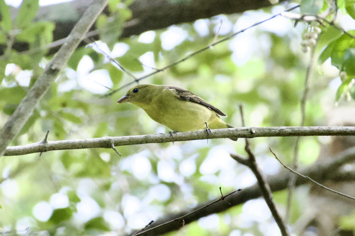 piranga šarlatová - ML644729304