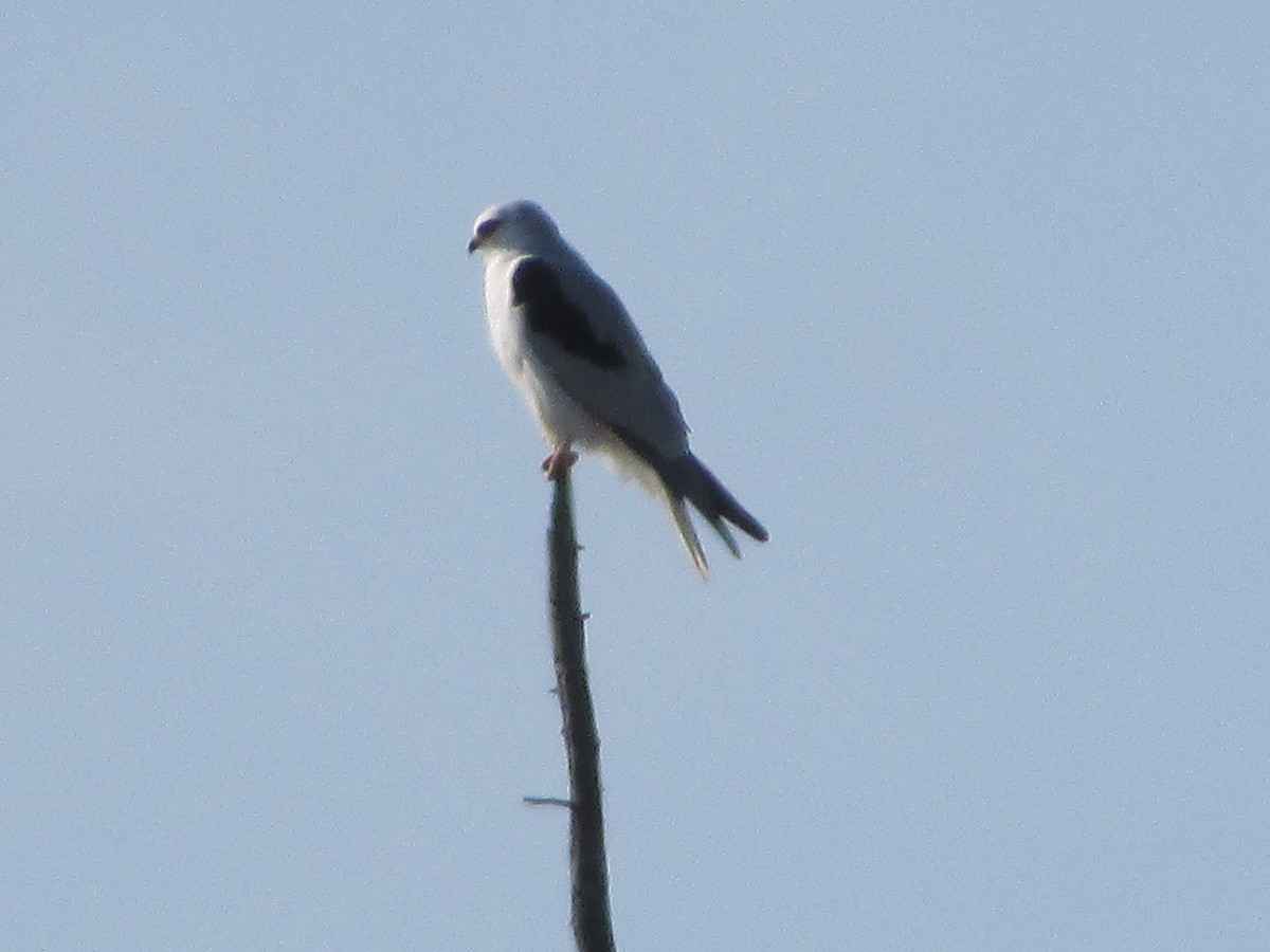 White-tailed Kite - ML644729305