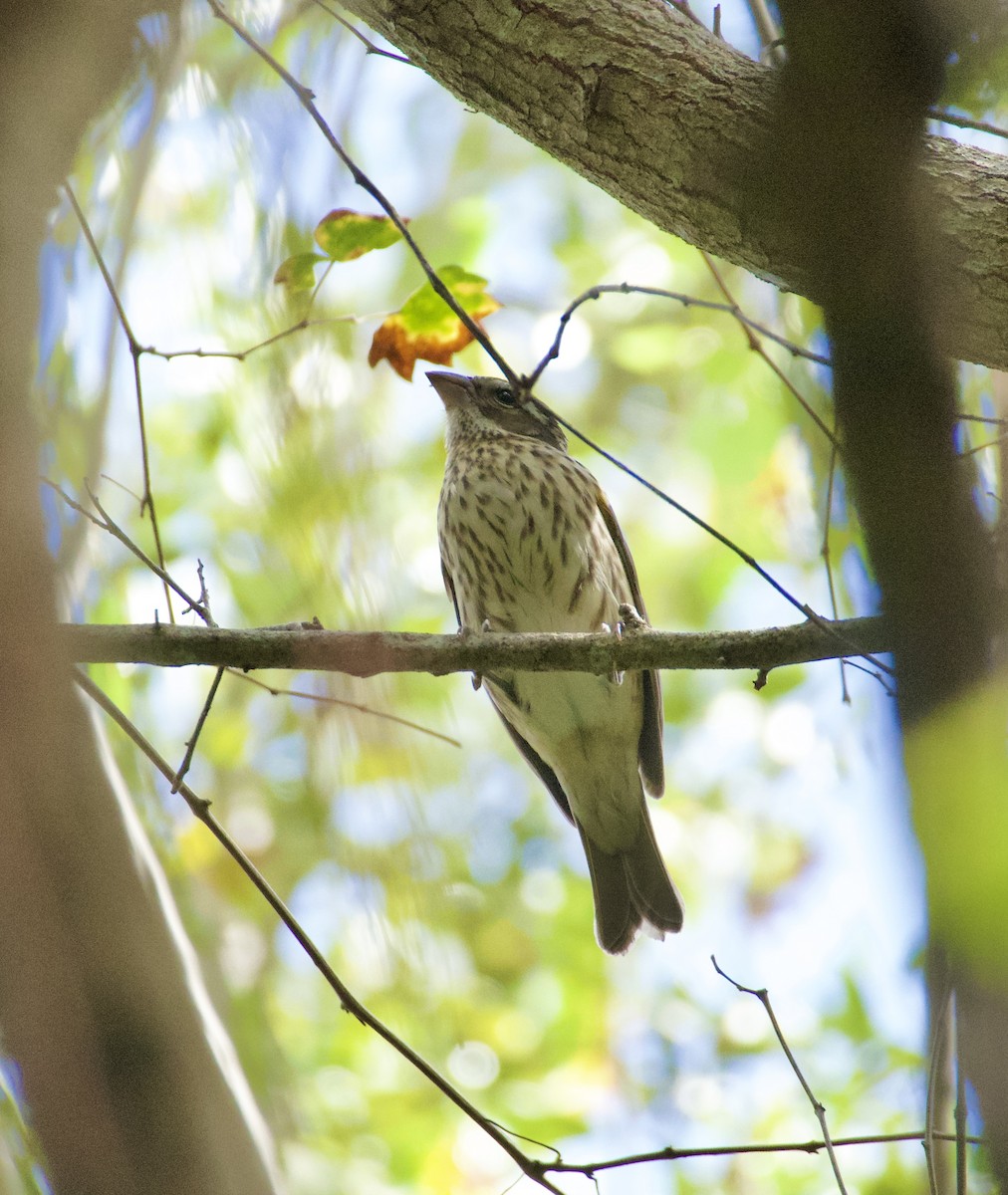 Rosenbrust-Kernknacker - ML644729309