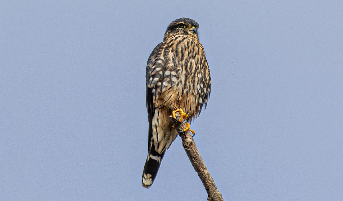 Merlin - ML644729310