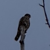 灰背隼 - ML644729311