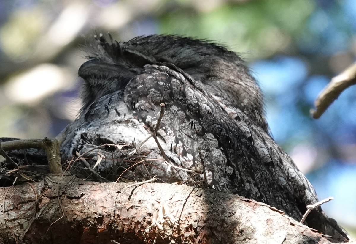 Tawny Frogmouth - ML644729313