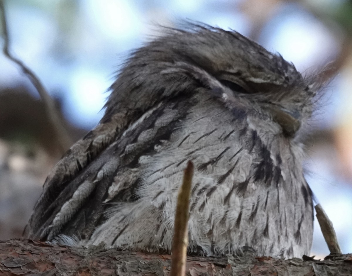 Tawny Frogmouth - ML644729315