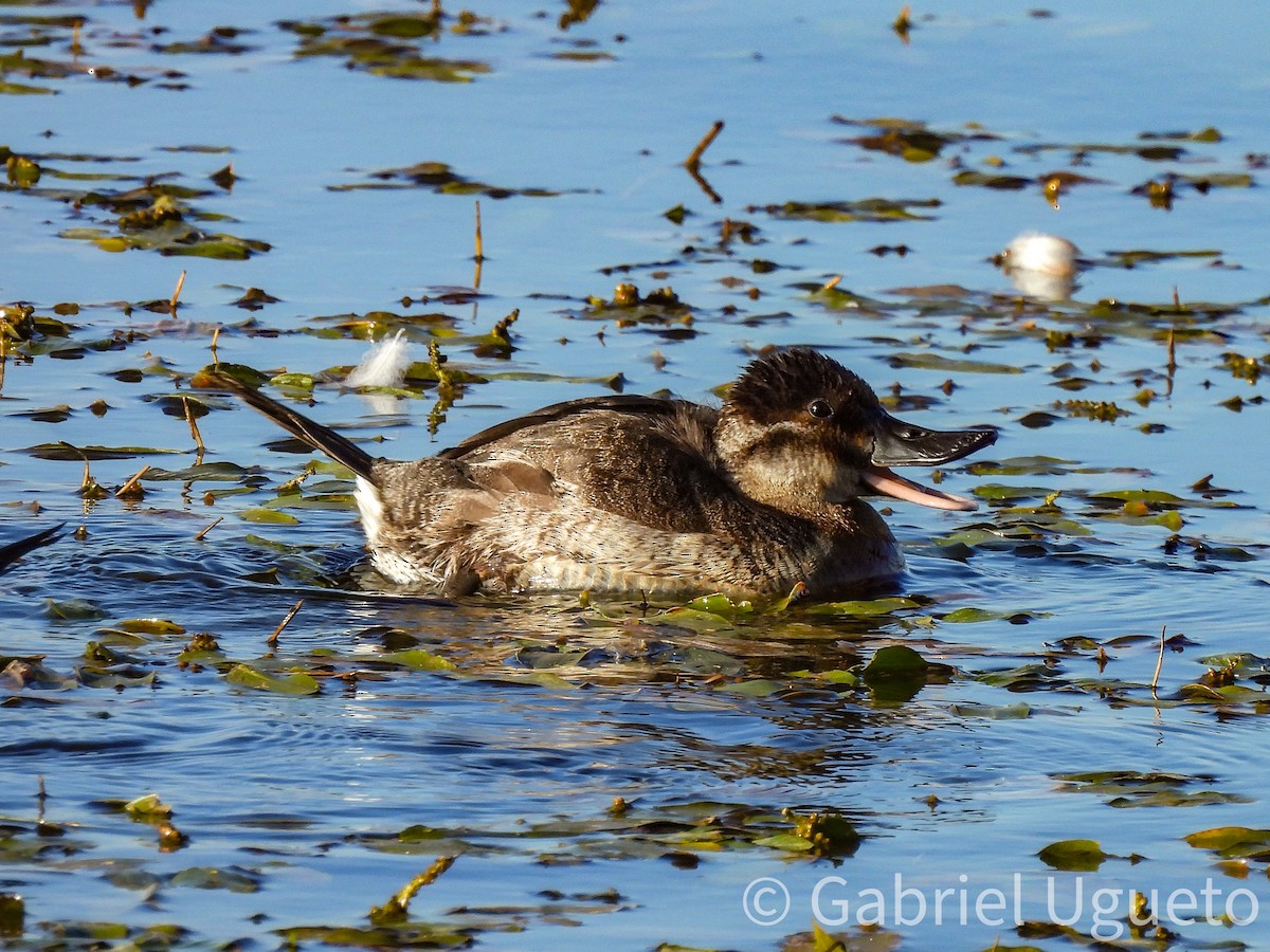 Schwarzkopf-Ruderente - ML644729318