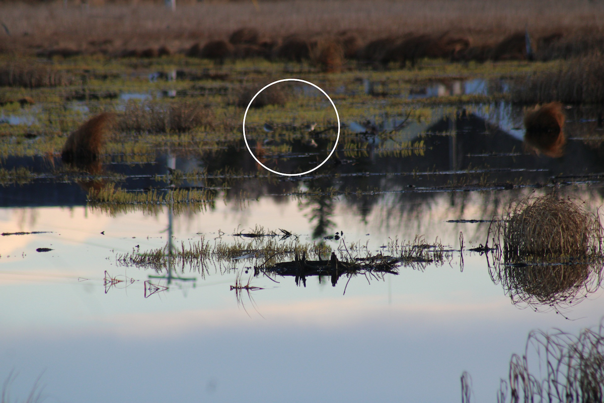 オオキアシシギ - ML644729326