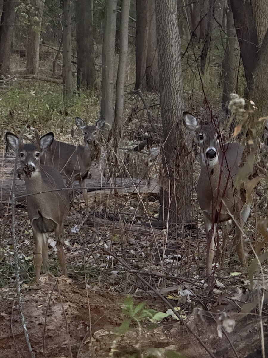 動物界 - ML644729327