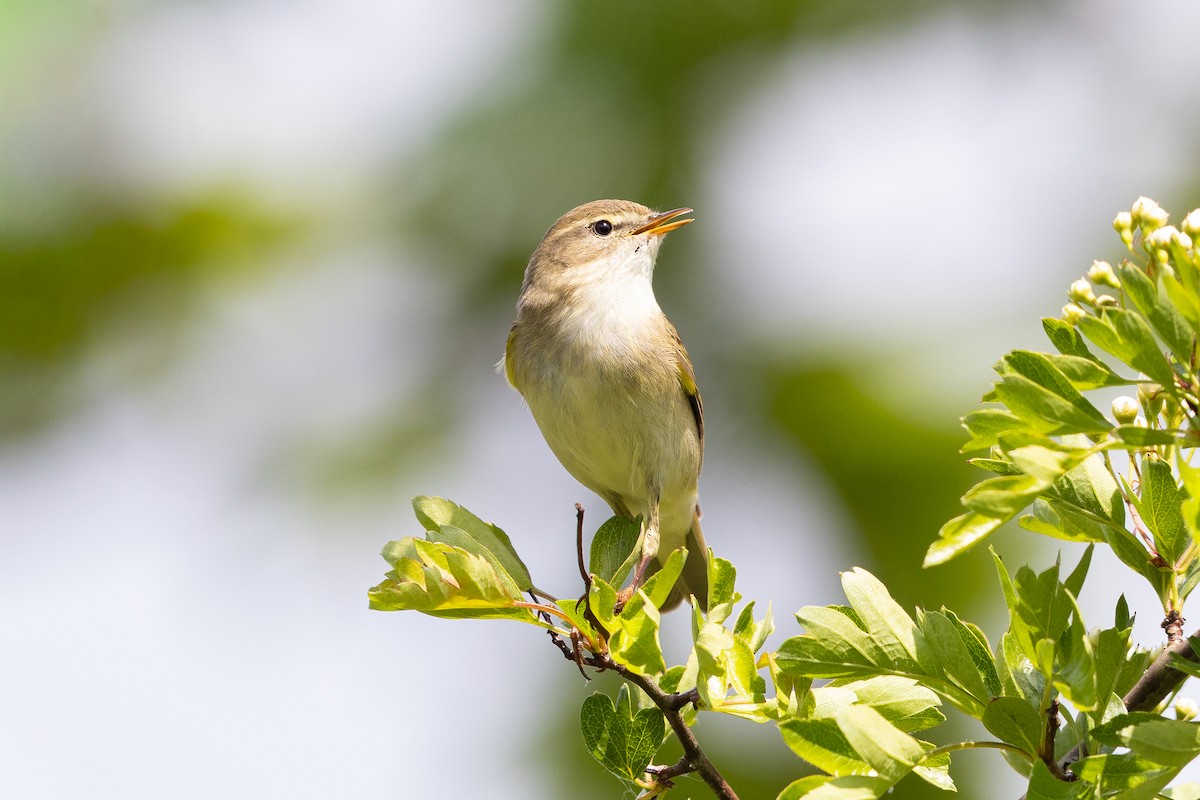 Pouillot véloce - ML644729338