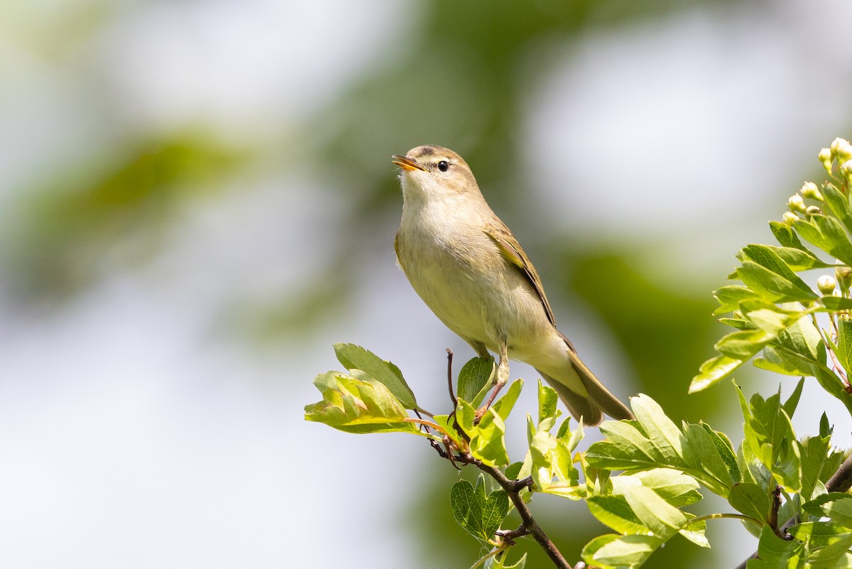 Pouillot véloce - ML644729339