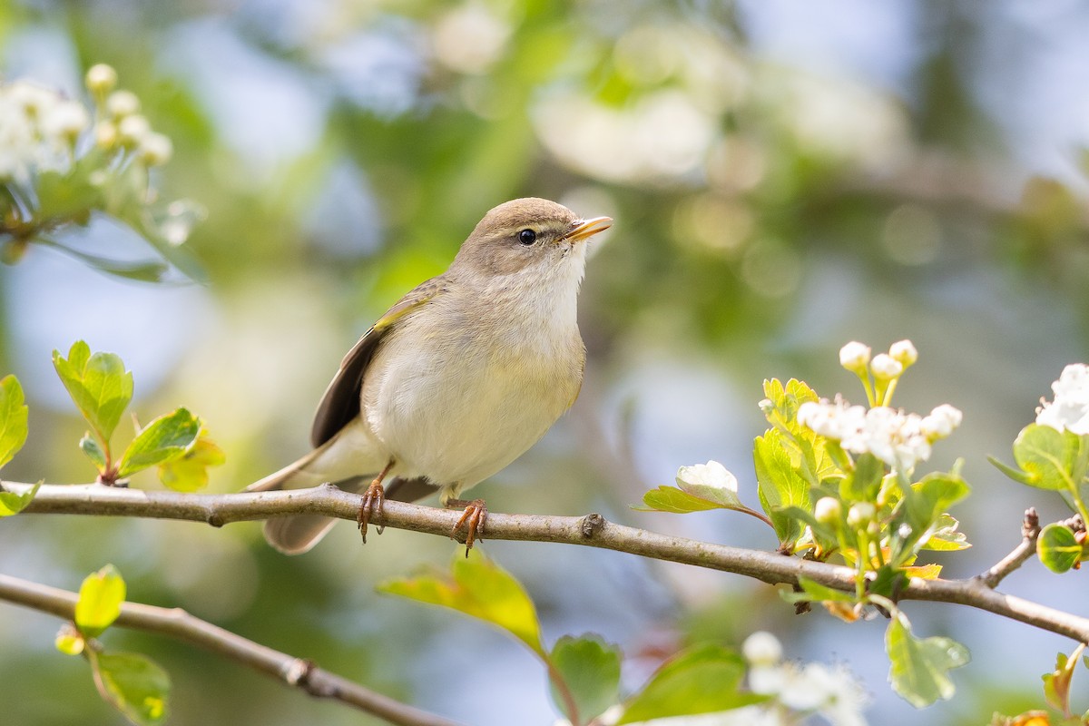 Pouillot véloce - ML644729340