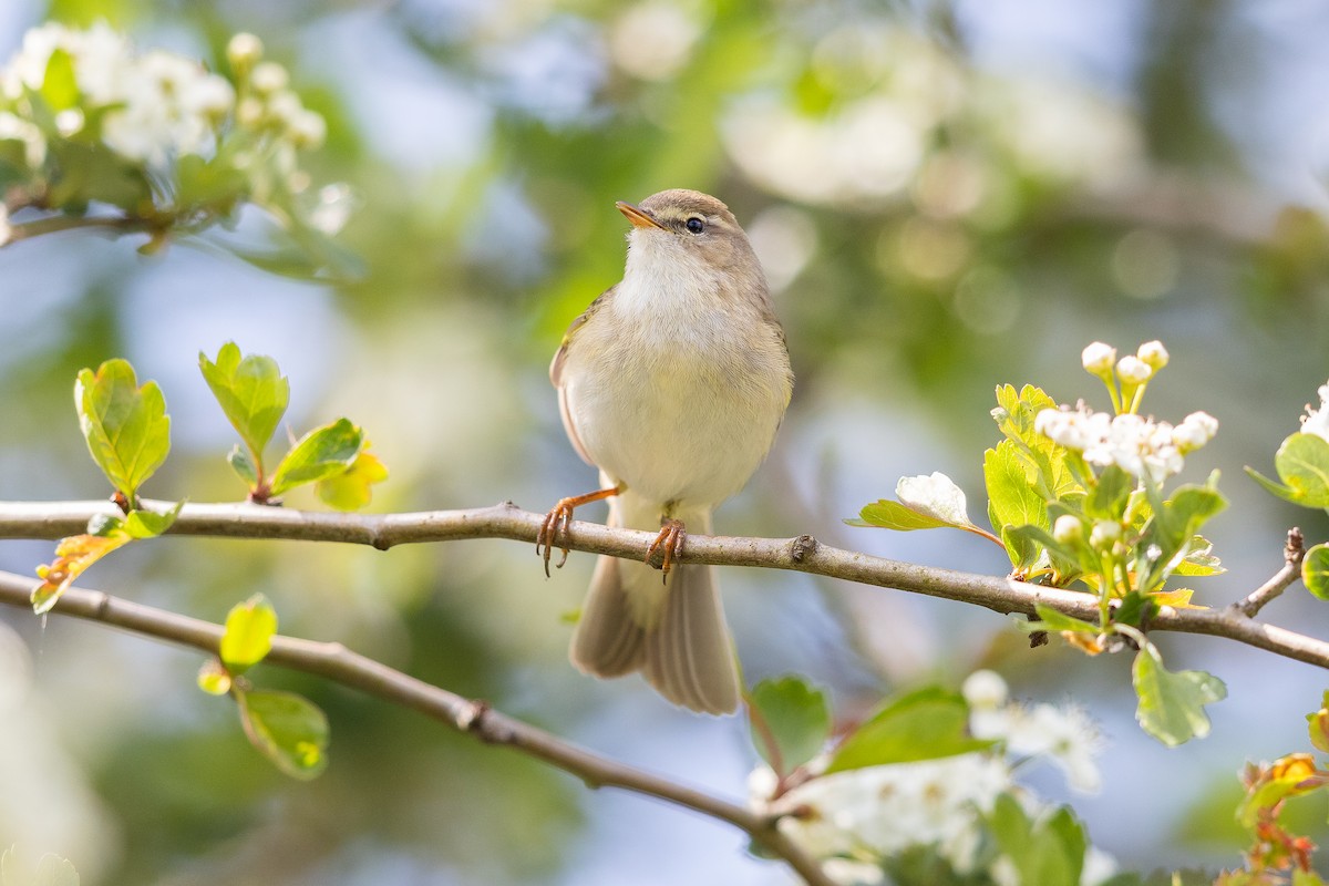 Pouillot véloce - ML644729341