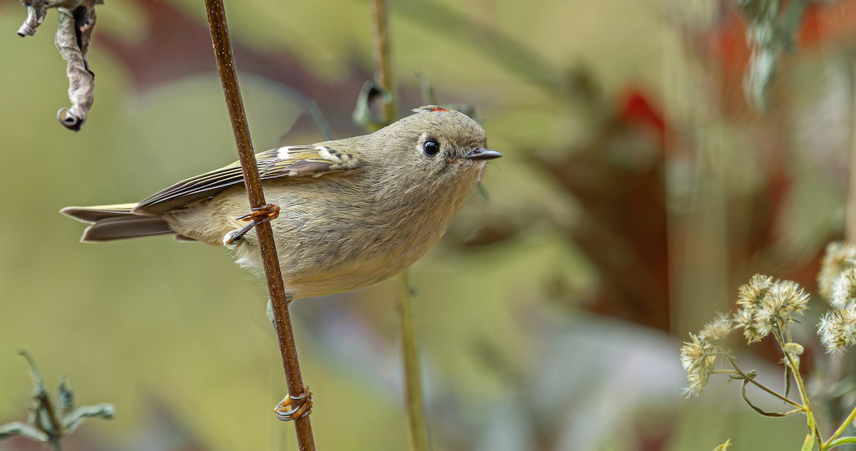 Ruby-crowned Kinglet - ML644729369