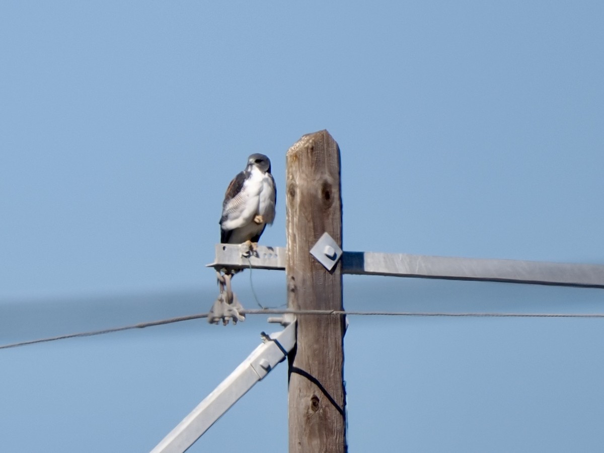 eBird Checklist - 3 Nov 2025 - Cameron Co.--TX100--Aplomado Viewing ...