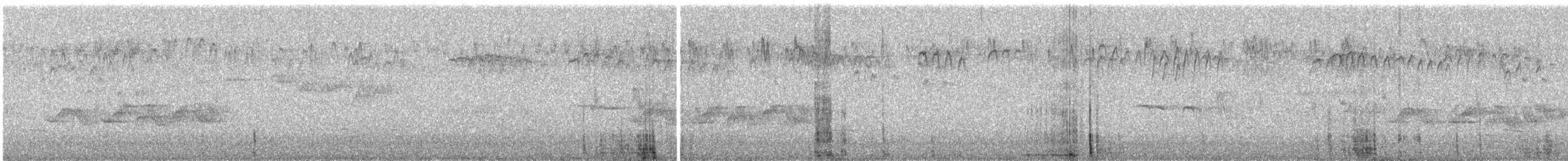 taiwanskvett - ML644729379