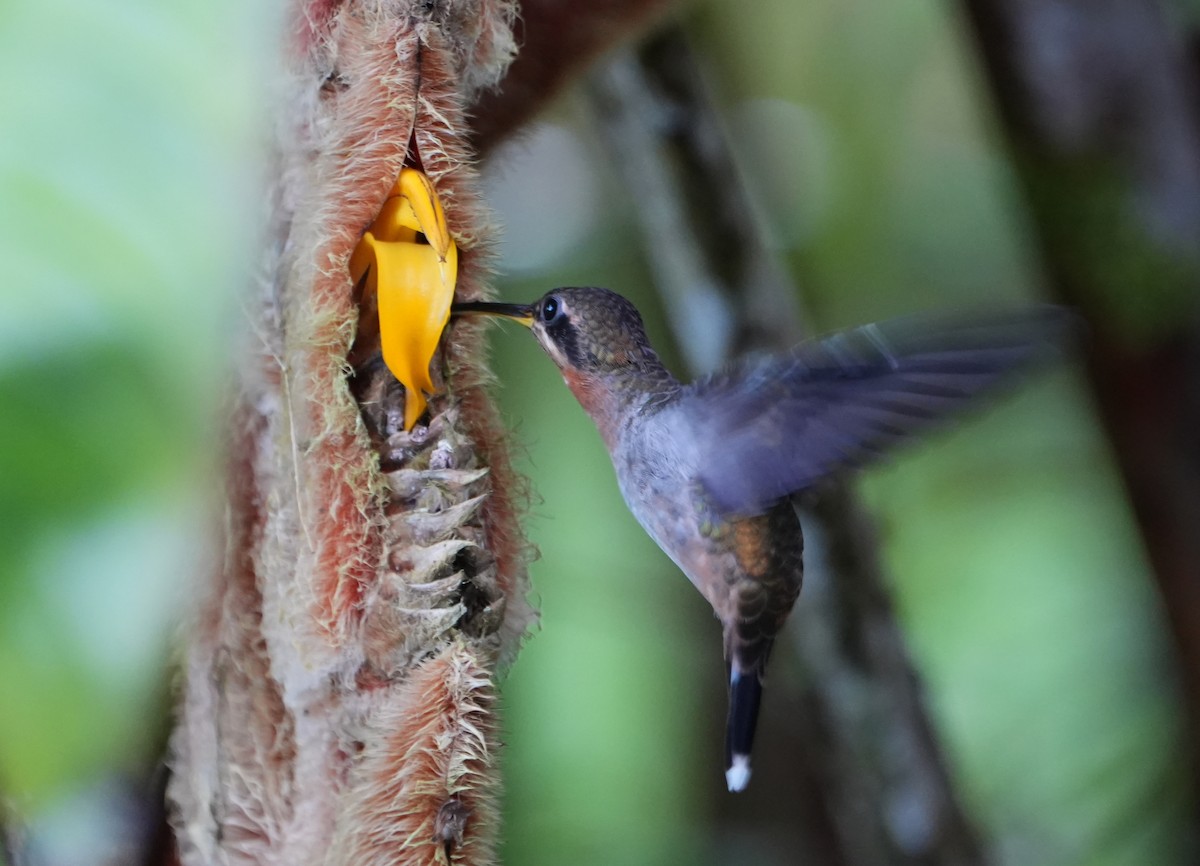 båndstjerteremitt - ML644729390