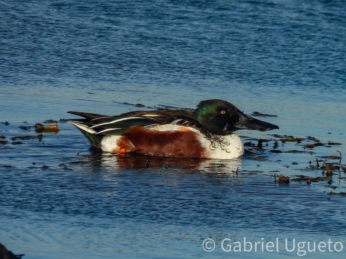 Mestolone - ML644729394