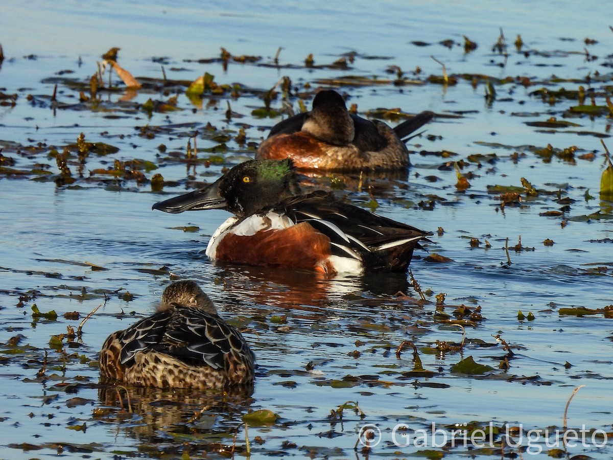 Mestolone - ML644729395