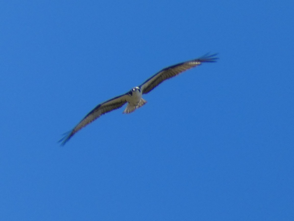 Osprey (American) - ML644729397