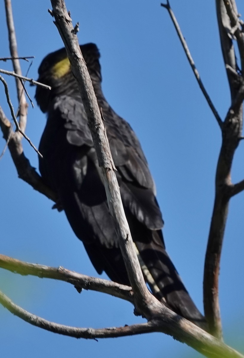 gulstjertkakadu - ML644729414