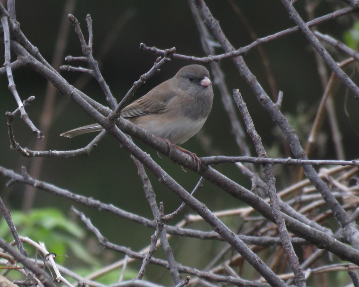 Dark-eyed Junco - ML644729421