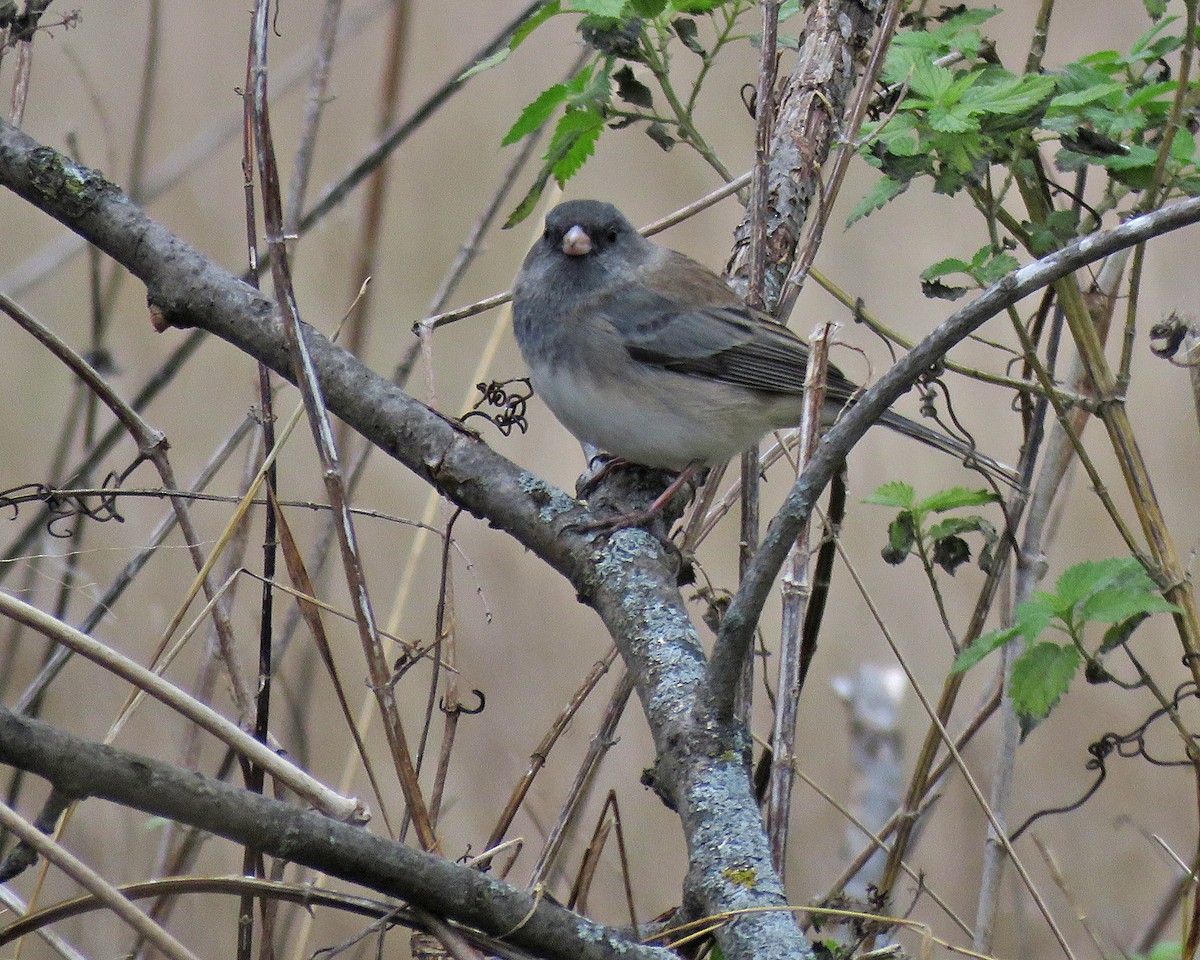 Dark-eyed Junco - ML644729422