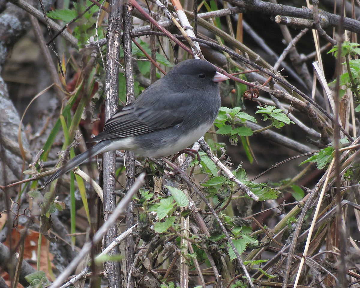 Dark-eyed Junco - ML644729423