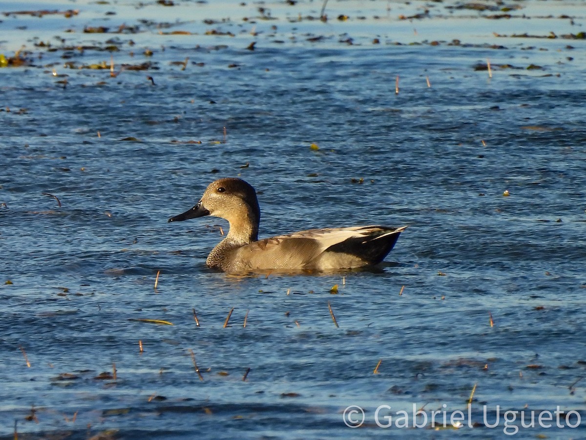 Ánade Friso - ML644729428