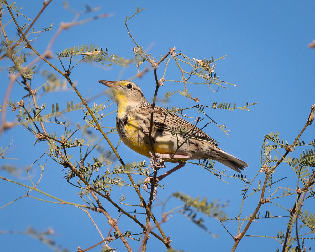 Western Meadowlark - ML644729430