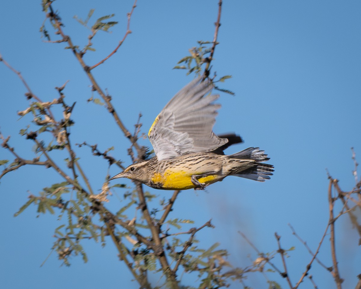 Western Meadowlark - ML644729431