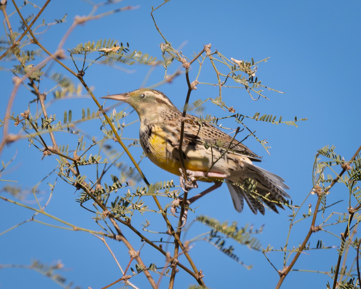Western Meadowlark - ML644729432