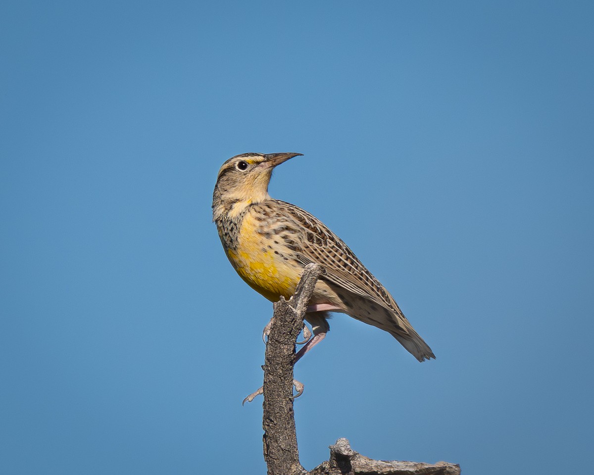Western Meadowlark - ML644729433
