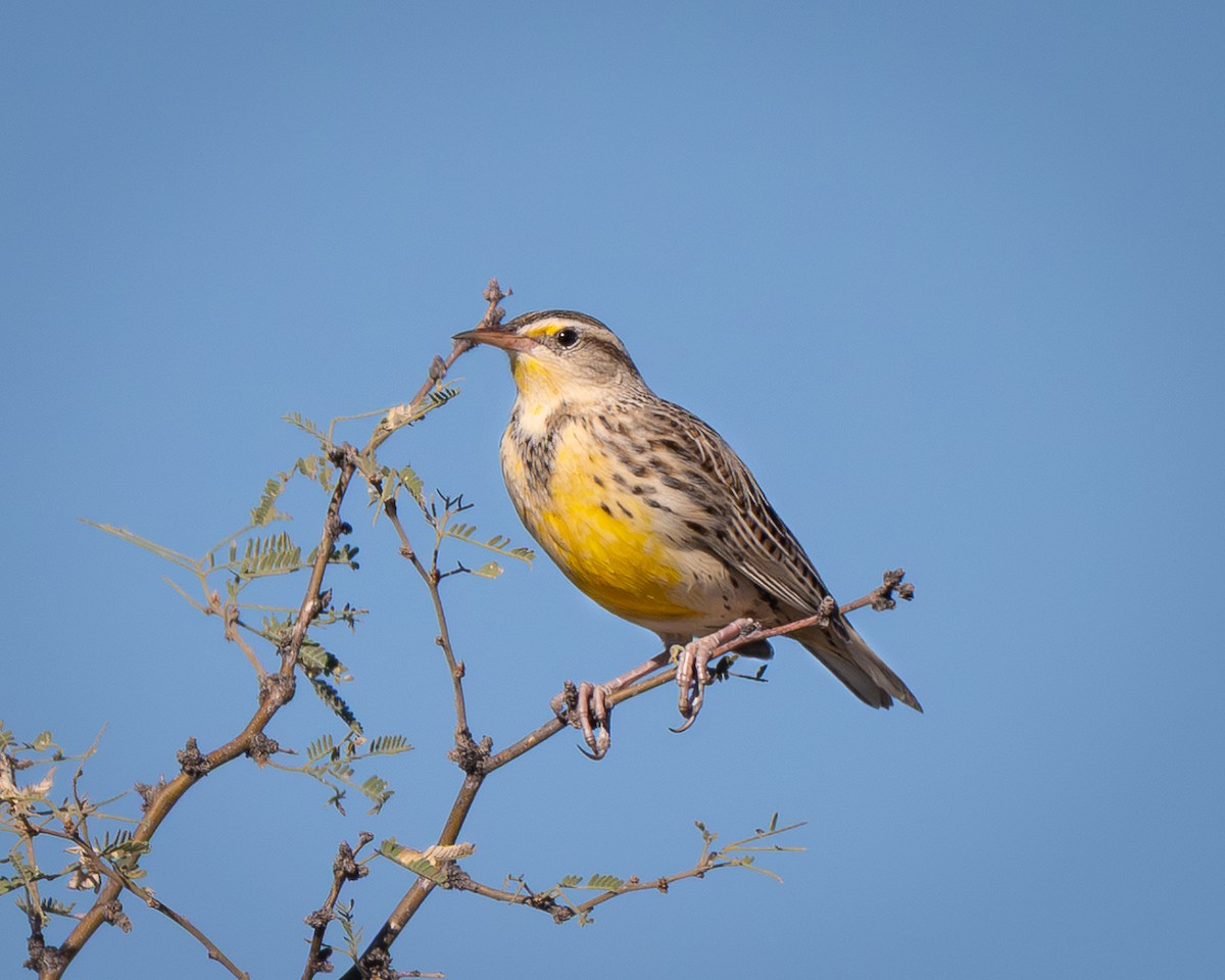 Western Meadowlark - ML644729434