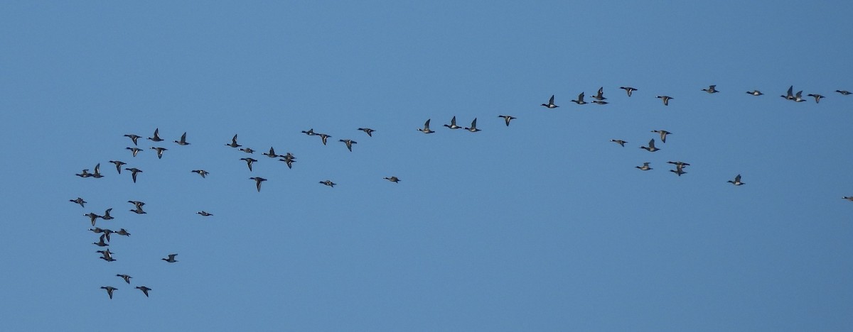 Lesser Scaup - ML644729435