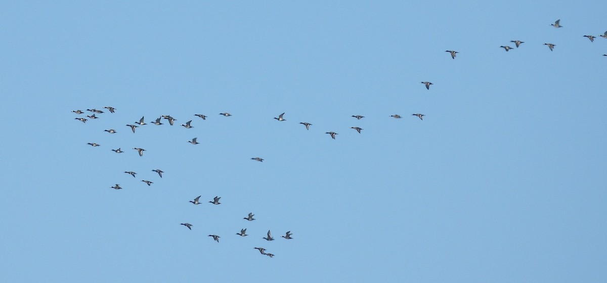 Lesser Scaup - ML644729437