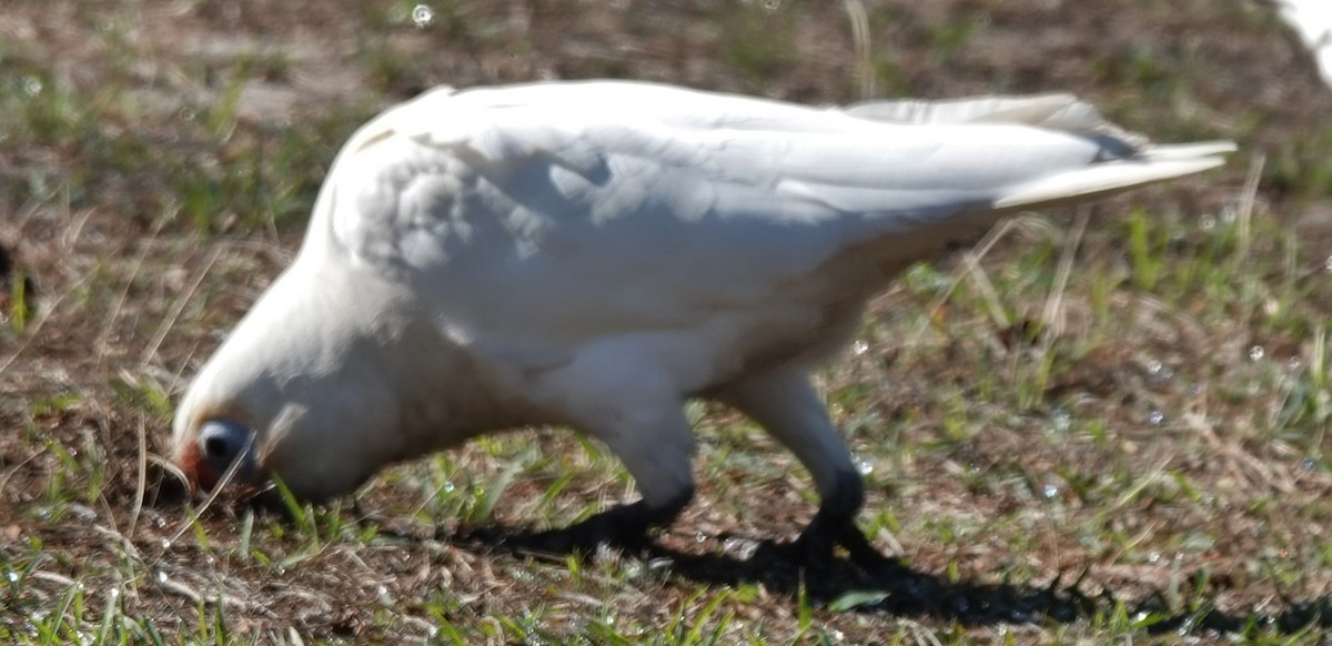 Long-billed Corella - ML644729438