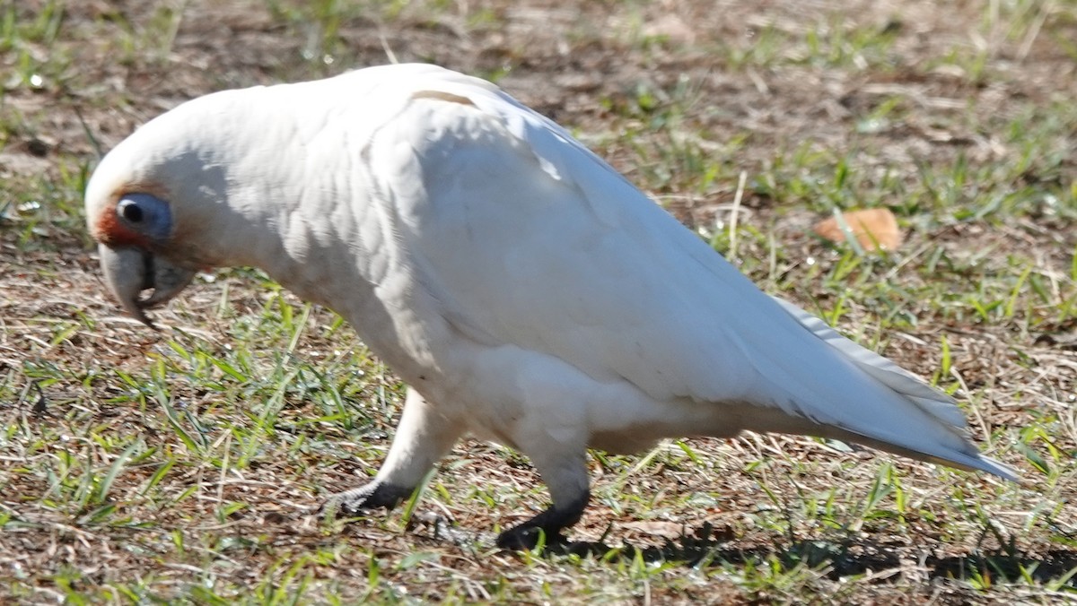 Long-billed Corella - ML644729439