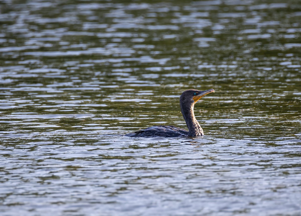 Double-crested Cormorant - ML644729440