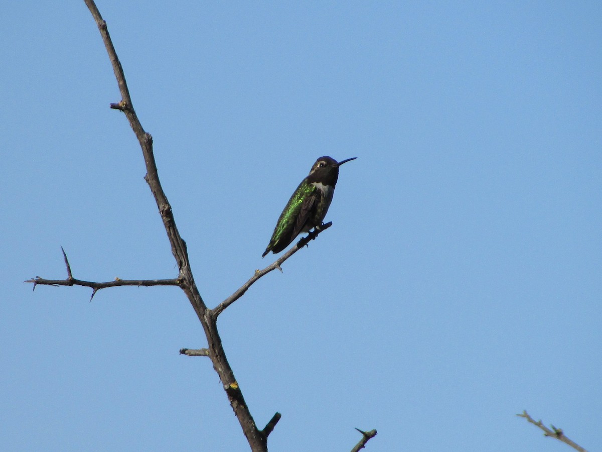 Anna's Hummingbird - ML644729441